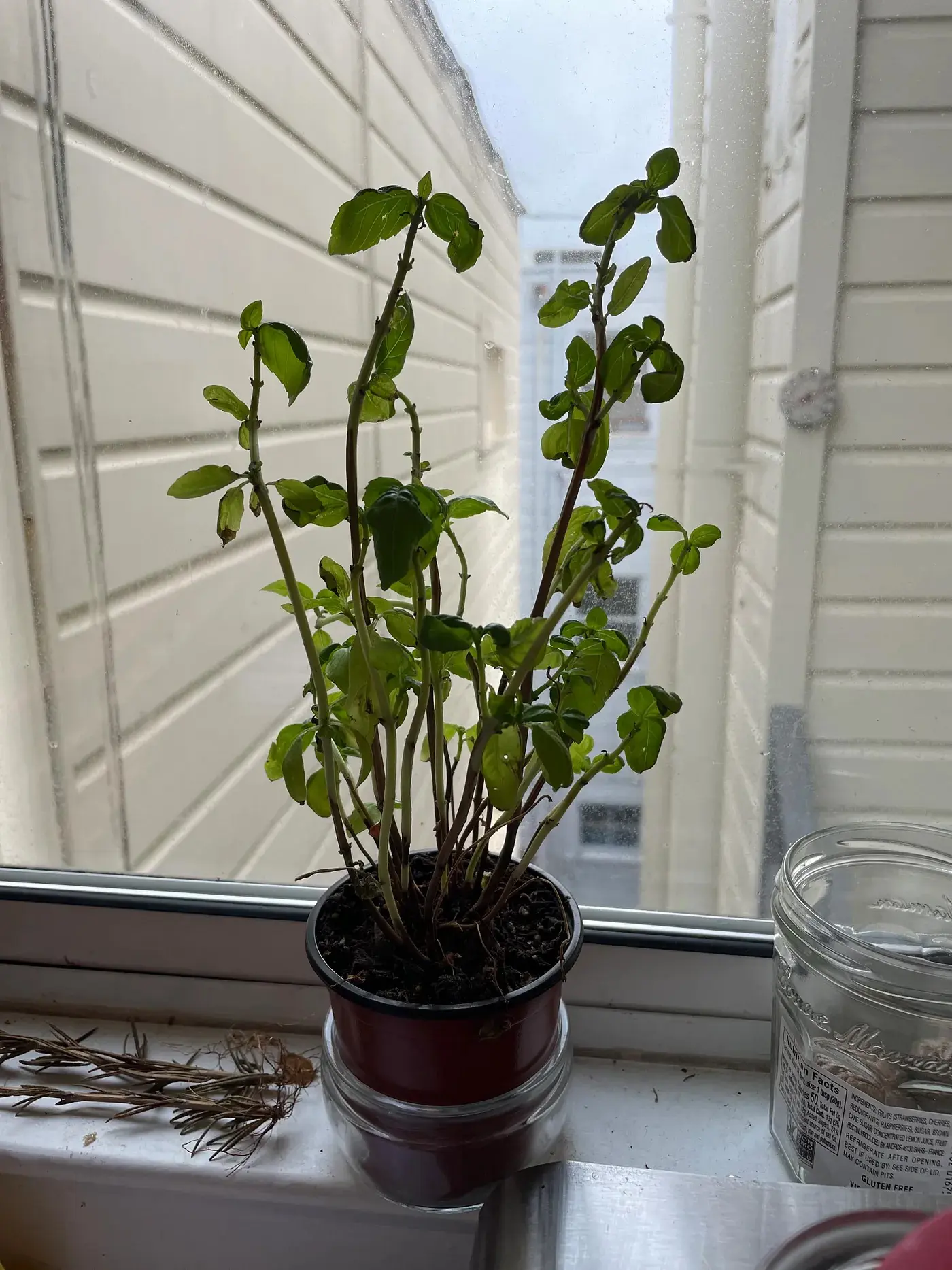 Basil plant, backlit and recovering from my recent neglect.